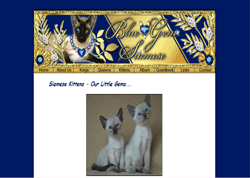 Siamese kittens - Siamese breeders MA - Massachusetts Siamese breeders