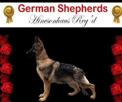 Hinesonhaus Reg'd German Shepherd's Of Distinction