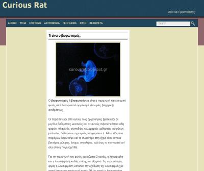 curious rat
