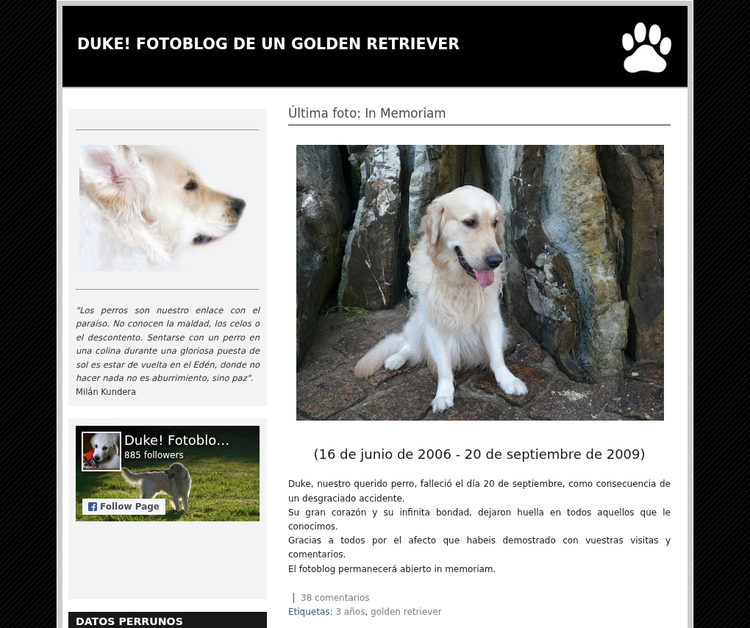Duke! A Golden Retriever Photoblog