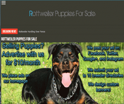 Rottweiler Puppies For Sale