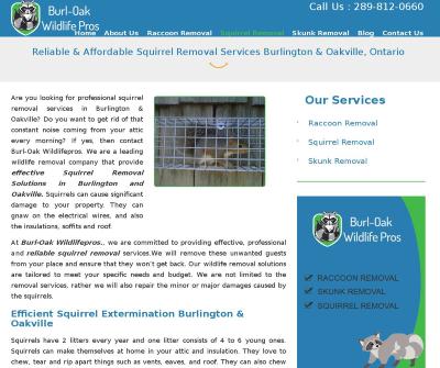 Squirrel Removal In Oakville, Burlington | Willdifepros