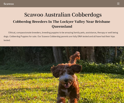 Scawoo Australian Cobberdogs
