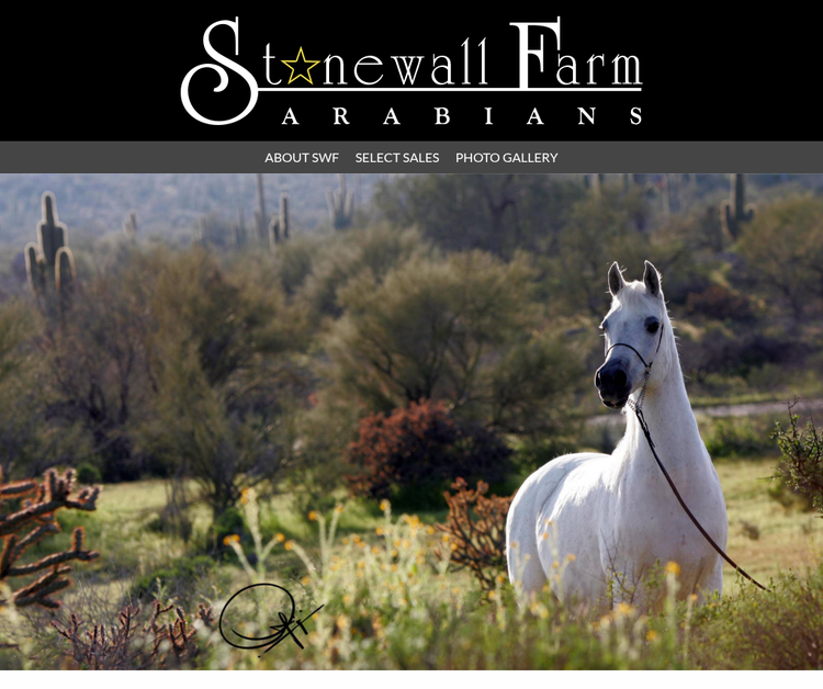 Arabian Horses