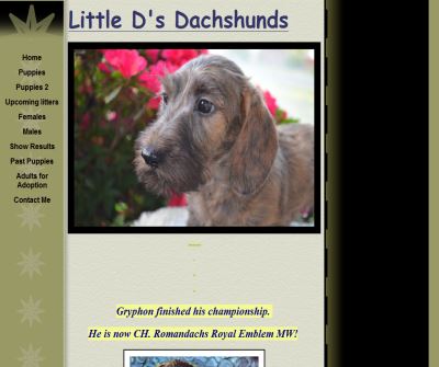 AKC Registered Miniature Dachshunds