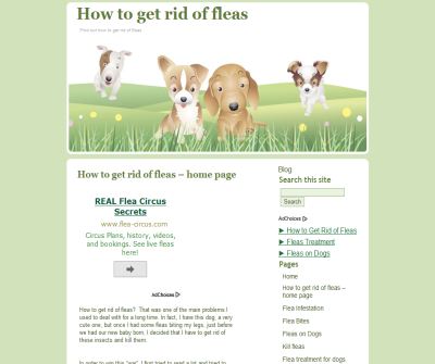 How to get rid of fleas