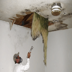 Mold Removal Toronto