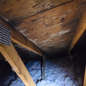 Absolute Mold Remediation Ltd.-https://absolutemoldremoval.ca/mold-removal-toronto/