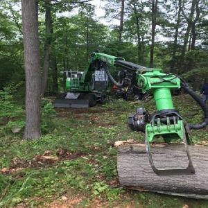 Your Dependable Tree Service Company in Essex, MA-https://mayertree.com/