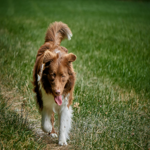 Dog Poop Removal in Pittsburgh, PA | Dookie Doctors-https://dookiedoctors.com/