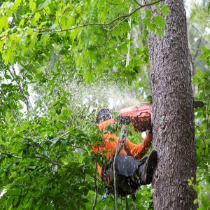 Mayer Tree Service-https://mayertree.com/