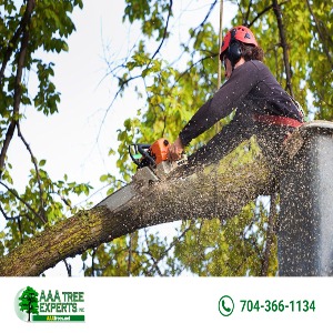 AAA Tree Experts-https://aaatrees.net/